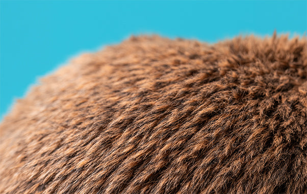 Birchly Moose Jellycat