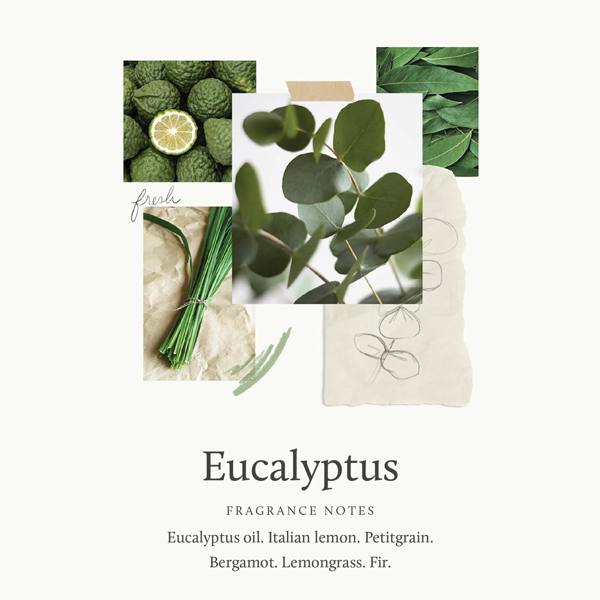 Thymes Eucalyptus Eau de Parfum