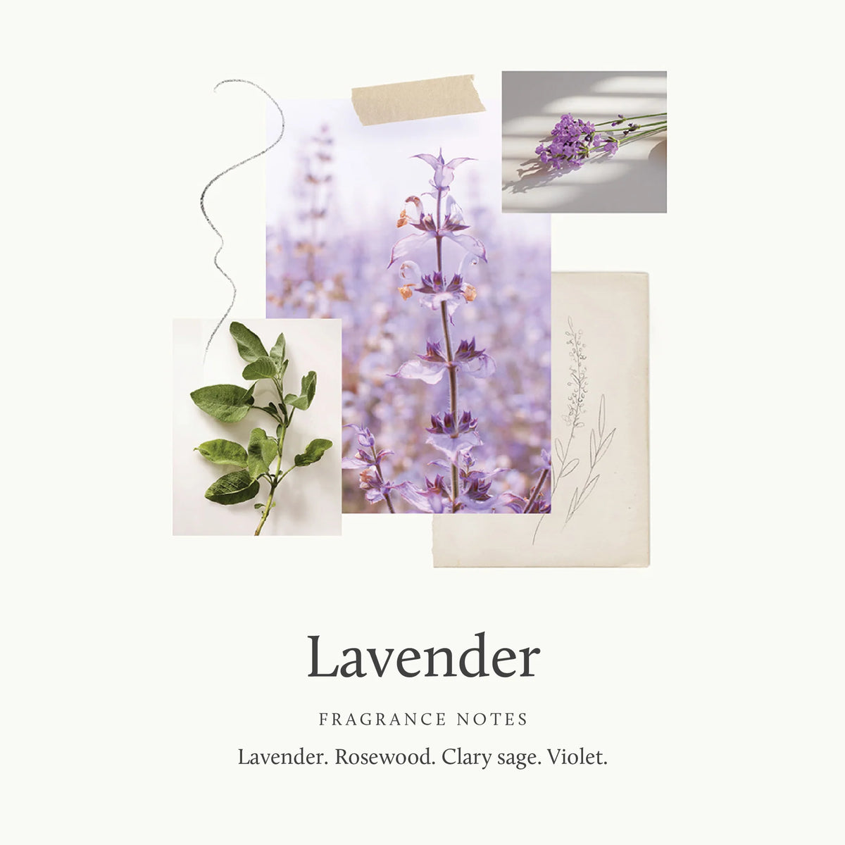 Thymes Lavender Eau de Parfum